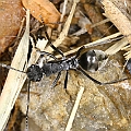 Mangrove Ant	 (Polyrhachis sokolova) in mangrove near Aeroglen ウミトゲアリ<br />Canon EOS KDX (400D) + EFS60 F2.8